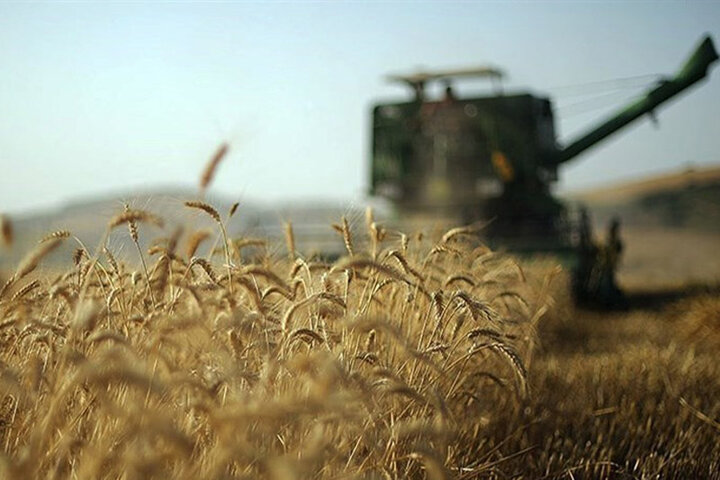 برداشت گندم از مزارع قم آغاز شد/ وجود ملخ در ۳۰ هزار هکتار از اراضی کشاورزی