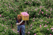 ۳۰ کارخانه فرآوری گل محمدی در ساری فعال است