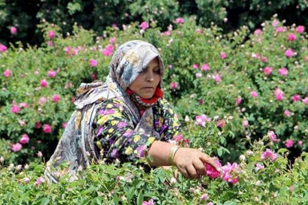 درآمد یک‌هزار میلیاردی از گل محمدی در آذرشهر