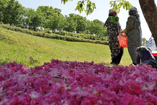رونق برداشت گل محمدی در آذربایجان شرقی