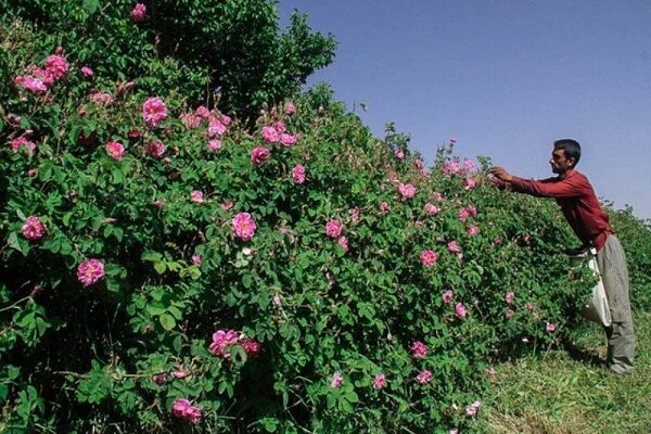 افزایش ۳۰ هکتاری سطح زیر کشت گل محمدی در استان سمنان