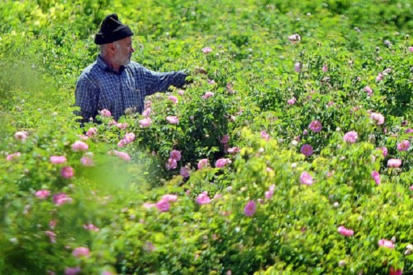 پیش بینی برداشت ۵۱۰ تن گل محمدی از باغات خراسان‌جنوبی