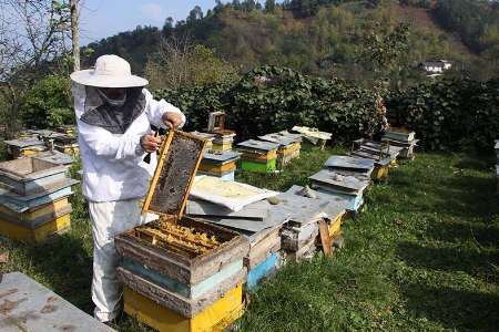وضعیت زنبورداری و تولید عسل در کشور بر اساس آخرین آمار وزارت جهاد کشاورزی