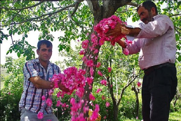 افزایش ۴۰ درصدی تولید گل محمدی در استان همدان
