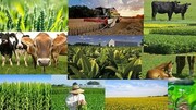 افزایش نرخ تورم تولیدکننده زراعی سال ۹۹