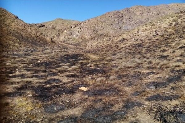  ۱۵ فقره آتش سوزی در مراتع استان زنجان رخ داد