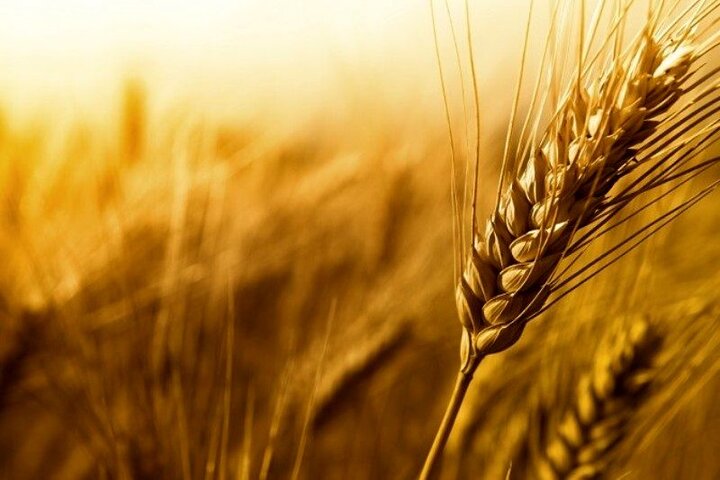 تولید گندم در بوشهر ۱۳ درصد کاهش داشت