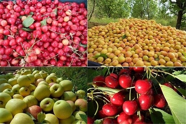 قیمت میوه در خراسان‌جنوبی بر مدار گرانی/چرایی را در استان‌های تولید کننده جست و جو کنید