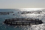 تولید ماهی در قفس در لرستان به ۵ هزار تن افزایش می‌یابد