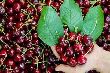 کشاورز چینی که با خلاقیتش در زمستان هم گیلاس تولید می‌کنه!