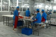 کمبود صنایع تبدیلی از مشکلات تولیدکنندگان خراسان شمالی است
