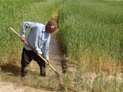 شرایط برخورداری کشاورزان و کارفرمایان کشاورزی از معافیت حق بیمه سهم کارفرما تعیین شد