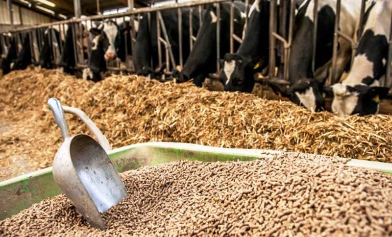 «غصه تأمین نهاده» شیر دامداران را خشک کرد| خروج تولیدکنندگان از دایره تولید