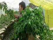 توزیع نهال توت اصلاح شده در زنجان ۴۲ درصد افزایش دارد/ پرداخت تسهیلات بلاعوض