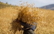 پرداخت ۴ درصد وجوه و مطالبات کشاورزان گندم کار استان همدان