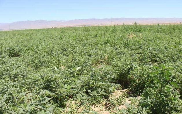 ۱۰۰ هزار هکتار از اراضی کشاورزی کردستان به زیر کشت نخود می‌رود
