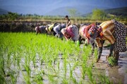 خریداری توافقی برنج از شالیکاران قزوینی آغاز شد