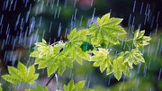 متوسط بارش در ایلام طی سال جاری ۱۰۳ میلی متر است