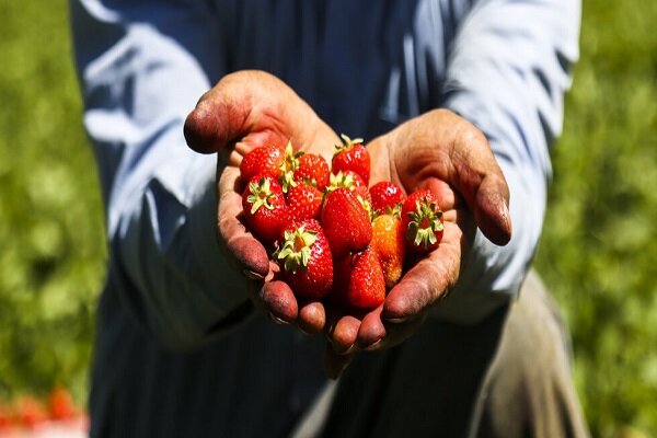 توسعه کشت کم آب‌بر با پرورش توت فرنگی در نهاوند