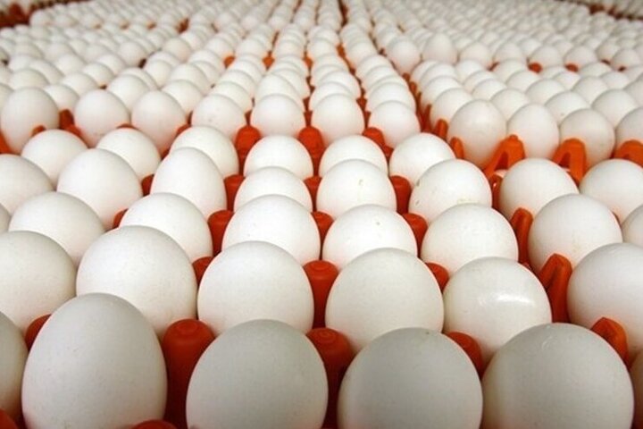تخم مرغ را صادر و مرغ وارد می کنیم؛ ابلاغ دستورالعمل خرید گوشت قرمز