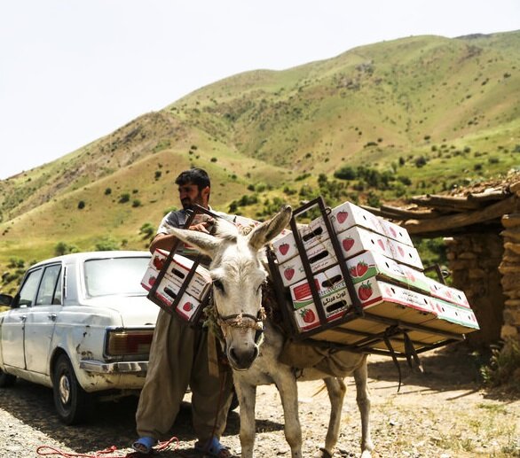 ایجاد صنایع تبدیلی همچنان در حد شعار و وعده| سود طلای سرخ کردستان به جیب واسطه ها می رود
