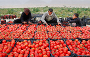 ۸۰ هزار تن گوجه فرنگی از مزارع مشهد برداشت شد