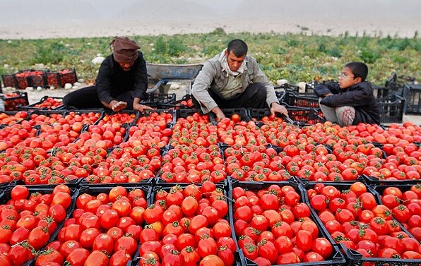 تولید ۶۰۰ هزار تن گوجه فرنگی در خراسان رضوی