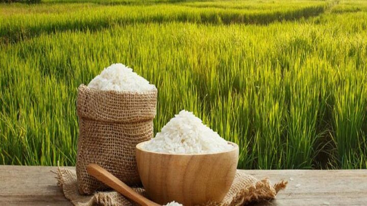 خودکفایی در تولید برنج مستلزم تغییر تفکر ساختاری است