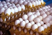 توزیع تخم مرغ در البرز به ۱۵ تن در روز افزایش یافت