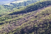 خسارت بالای «آفت پروانه‌ دُم قهوه‌ای» به جنگل‌های ارسباران در سایه سکوت مدیران دولتی