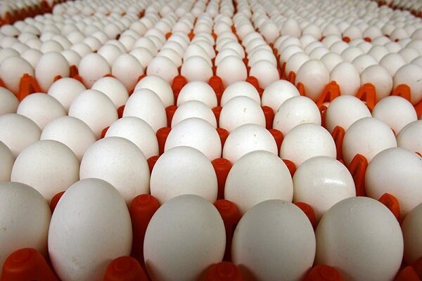 وعده های تو زرد در مورد کاهش قیمت تخم مرغ