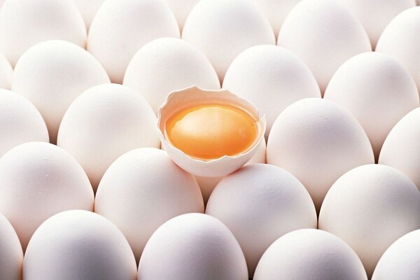 قیمت تخم مرغ شکست؛ تولید کنندگان ضرر می‌دهند