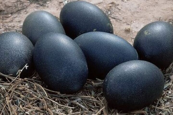 تخم مرغ هزار تومانی روزگار بازار را سیاه می کند