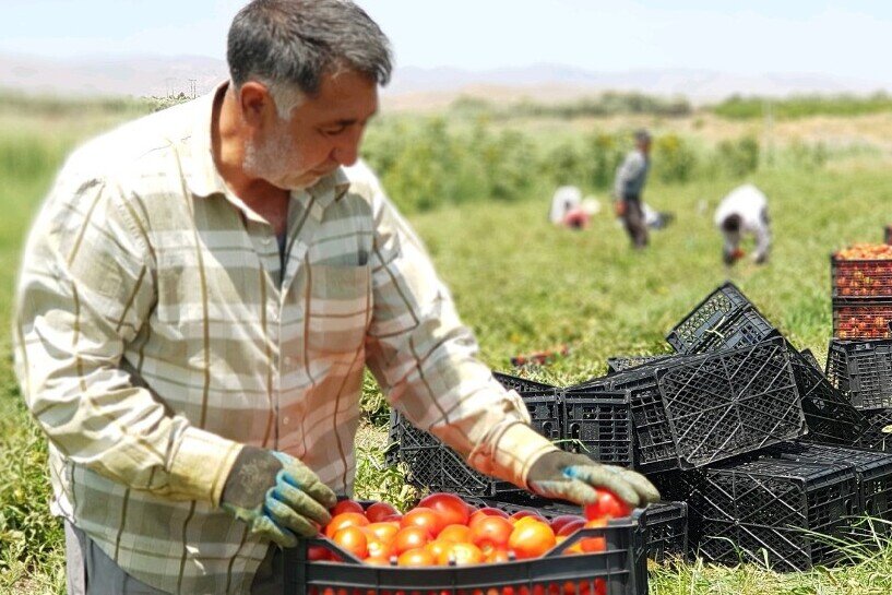 قصه گوجه فرنگی غصه ناتمام کشاورزان| قیمت گوجه از موز هم سبقت گرفت