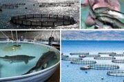 صادرات ماهی زنجان به ۲ هزار تن افزایش یافت