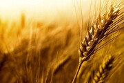 تولید گندم استان فارس از ۶۴۰ هزار تن عبور کرد