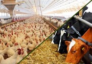 پای بازار سیاه به نهاده‌های دامی باز شد| تولید گوشت و مرغ روی لبه تیغ