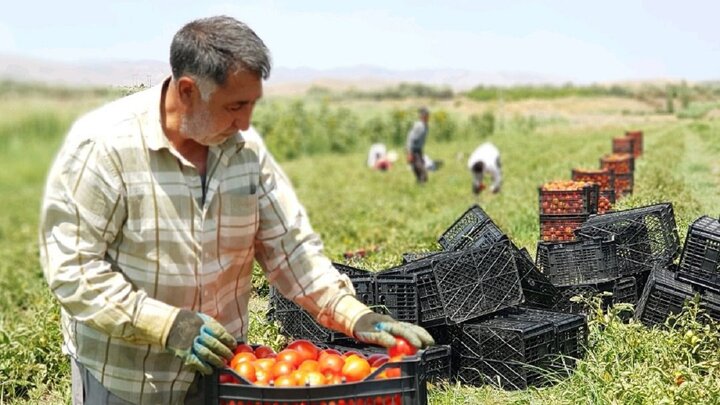  نقدینگی واحدهای تولیدی و اشتغال در بخش کشاورزی بوشهر کاهش یافت