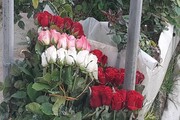 مجتمع گلخانه‌ای «سینا رز» در همدان و صادرات گل های زینتی