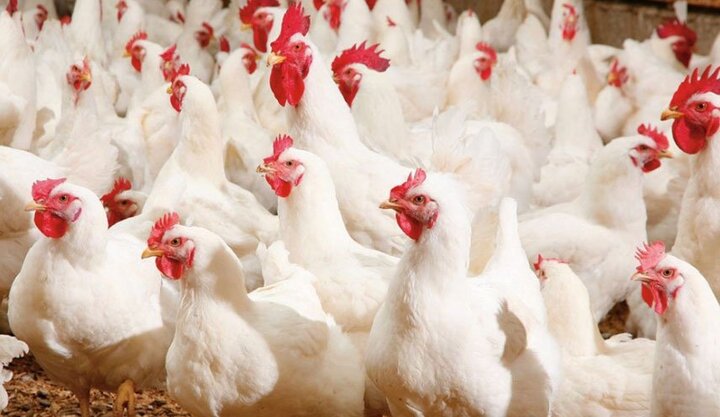  مشکلی از نظر میزان تولید مرغ در استان ایلام وجود ندارد