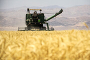 ۱۵۷ هزار تن گندم در آذربایجان شرقی خرید تضمینی شد