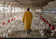 قیمت هر کیلو مرغ در کهگیلویه و بویراحمد ۱۵هزار تومان اعلام شد