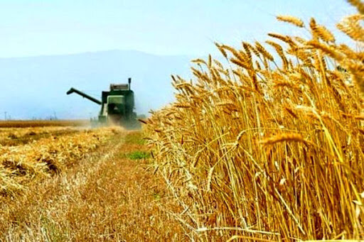 ۸۵ درصد هزینه گندم کشاورزان استان فارس پرداخت شده است