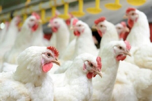 بالغ بر ۴۰ درصد مرغ سیستان و بلوچستان در استان تولید می شود/ لزوم ورود سرمایه گذاران