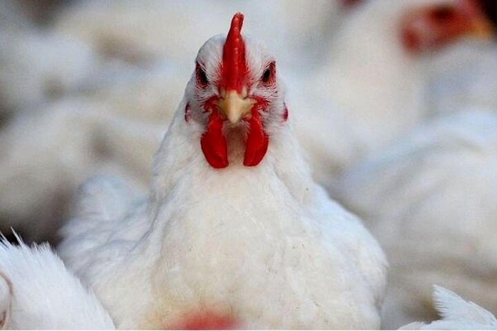 زور مسئولان به قاچاق مرغ از اصفهان نمی‌رسد؛ شیب صعودی قیمت‌ها