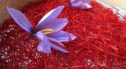 صادرات زعفران با رفع موانع پیش روی صادرکنندگان ۴۰ درصد افزایش می‌یابد