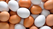 قیمت هر شانه تخم مرغ ۳۰ عددی حدود ۲۰ هزار تومان اعلام شد