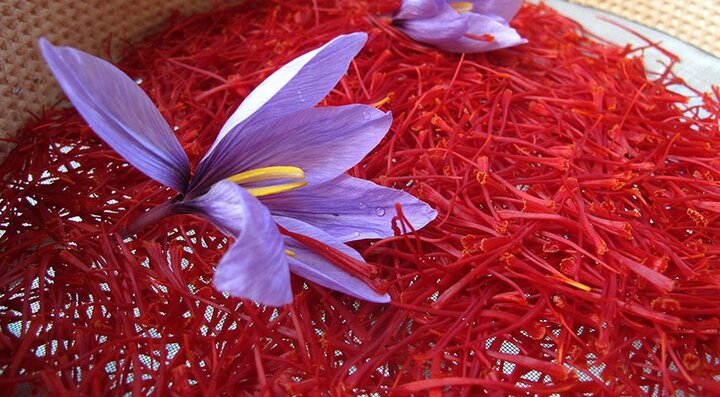 عمده صادرات زعفران ایران بصورت فله است