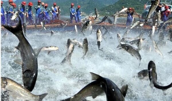 کاهش ۳۰ درصدی کشت، تکثیر و پرورش ماهیان گرم آبی در کشور