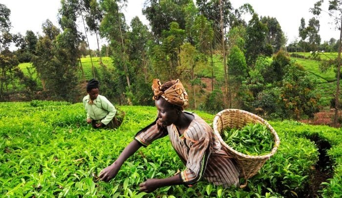 دسترسی به سرمایه؛ چالش مشاغل کشاورزی در سراسر افریقا| افزایش ۲۱ درصدی تولید تا ۲۰۲۹